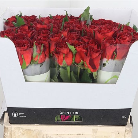 Rose Cafe Del Mar 60cm | Wholesale Dutch Flowers & Florist Supplies UK