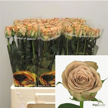 Rose Cappuccino 60cm | Wholesale Flowers & Florist Supplies UK
