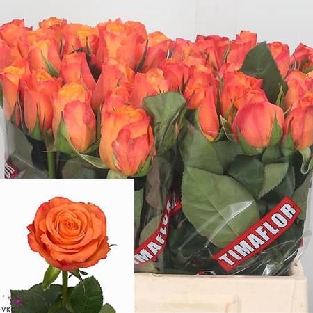 Rose Confidential (Small) 40cm | Wholesale Dutch Flowers & Florist