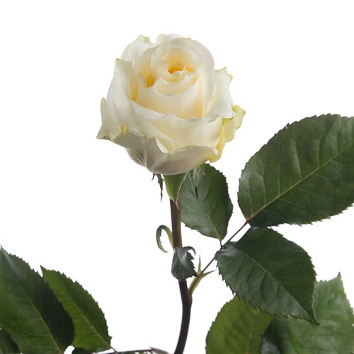 Rose Creme de la Creme (Small Heads) 50cm | Wholesale Dutch Flowers ...