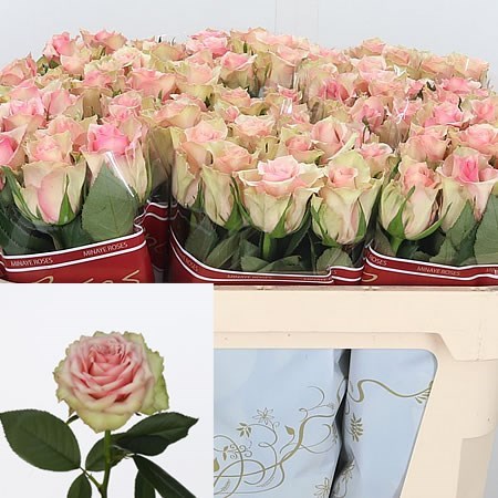 Rose Dreamland 60cm  Wholesale Dutch Flowers & Florist Supplies UK