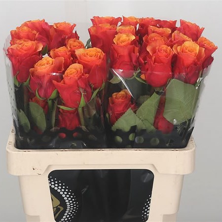 Rose Espana (Ecuador) 50cm | Wholesale Dutch Flowers & Florist Supplies UK