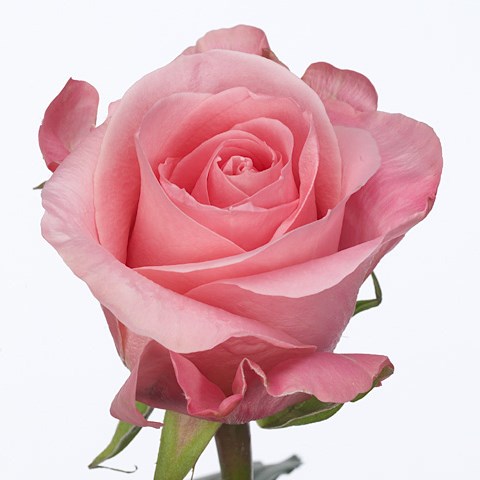 Rose High & Bonita 60cm | Wholesale Dutch Flowers & Florist Supplies UK