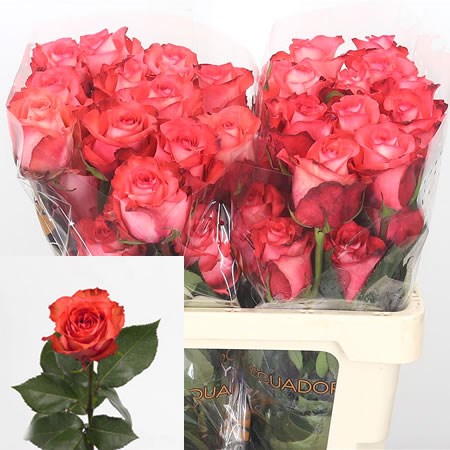 Rose Iguana (Ecuador) 50cm | Wholesale Dutch Flowers & Florist Supplies UK