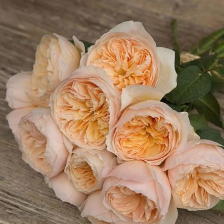 Rose Juliet by David Austin | David Austin Garden Roses | Triangle Nursery