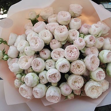 Rose Mansfield Park (small) 60cm | Wholesale Dutch Flowers & Florist ...