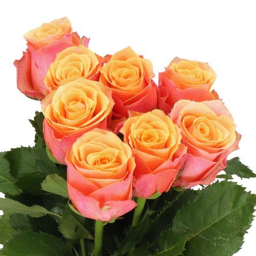 Rose Melange 50cm | Wholesale Dutch Flowers & Florist Supplies UK