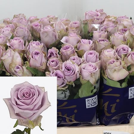 Rose Ocean Blue 50cm | Wholesale Dutch Flowers & Florist Supplies UK