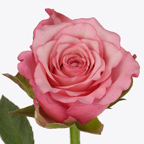 Rose Pink Eve 50cm | Wholesale Dutch Flowers & Florist Supplies UK