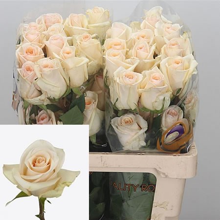 Rose Queen Of Pearl (Ecuador) 50cm | Wholesale Dutch Flowers & Florist ...