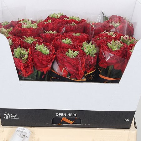 Rose Red Eye Cm Wholesale Dutch Flowers Florist Supplies UK