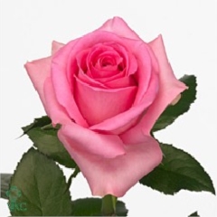 Rose Revival 60cm | Wholesale Dutch Flowers & Florist Supplies UK