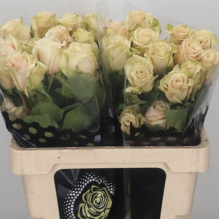 Rose Sahara (Ecuador) 50cm  Wholesale Dutch Flowers & Florist Supplies UK