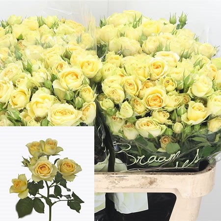 Rose Spray Bandolero 80cm | Wholesale Dutch Flowers & Florist Supplies UK