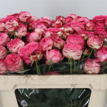 Rose Spray Dutch Magic 60cm Wholesale Dutch Flowers Florist Supplies Uk