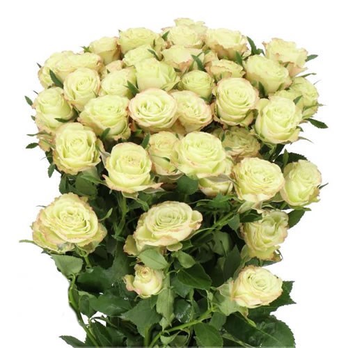 Rose Spray Limousine 70cm | Wholesale Dutch Flowers & Florist Supplies UK