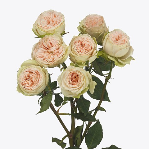 Rose Spray Pavlova 60cm | Wholesale Dutch Flowers & Florist Supplies UK