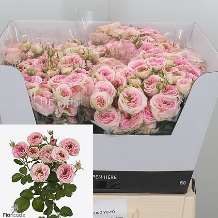 Rose Spray Sparkling Yo Yo Cm Wholesale Dutch Flowers Florist Supplies Uk