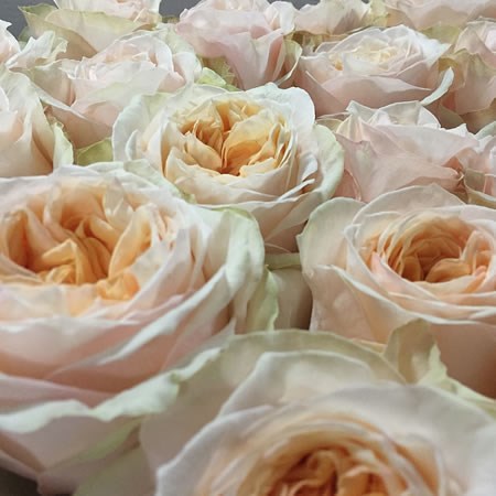 Rose Victorian Peach 70cm | Wholesale Dutch Flowers & Florist