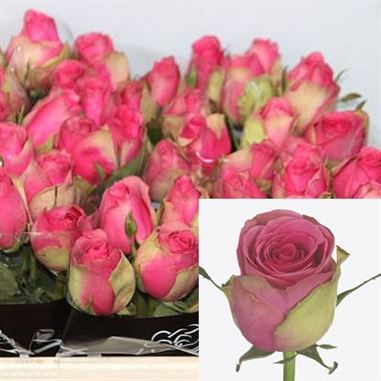 Rose Altavista 60cm Wholesale Dutch Flowers Florist Supplies Uk