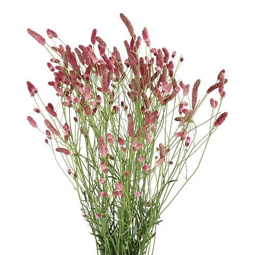 SANGUISORBA OFFICINALIS PINK 70cm | Wholesale Dutch Flowers & Florist ...