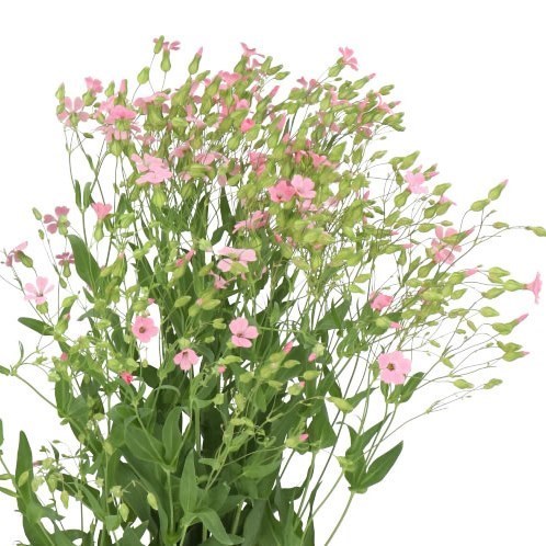 SAPONARIA PINK 70cm | Wholesale Dutch Flowers & Florist Supplies UK