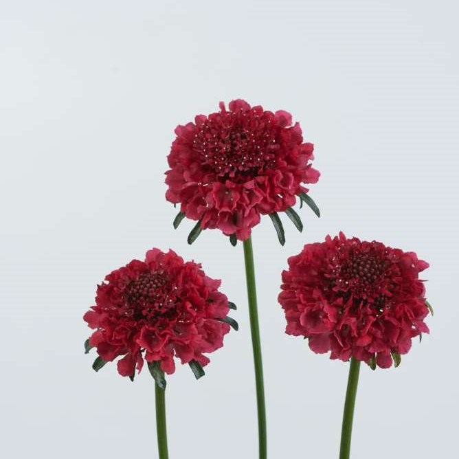 SCABIOUS DARK CHERRY SCOOP 45cm | Wholesale Dutch Flowers & Florist ...