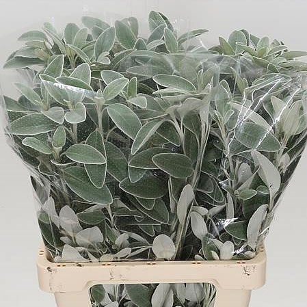 SENECIO FULL MOON 50cm | Wholesale Dutch Flowers & Florist ...