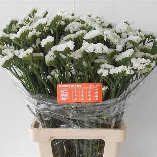 Statice White Starlight Wings 60cm Wholesale Dutch Flowers Florist Supplies Uk