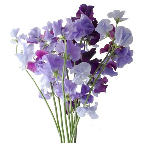 SWEET PEAS MOON MIX 35cm | Wholesale Dutch Flowers & Florist Supplies UK