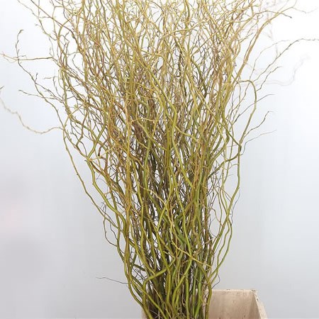 Salix (Willow) Caradoc Yellow 140cm | Wholesale Dutch Flowers & Florist ...