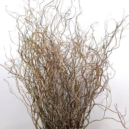 Салекс растение фото