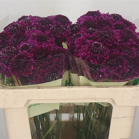 Scabious Focal Scoop Purple Lace 50cm | Wholesale Dutch Flowers ...