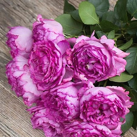 Garden Rose Yves Piaget Pink 45cm | Wholesale Dutch Flowers & Florist