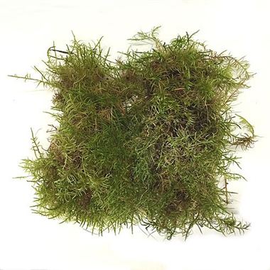 Moss English | Wholesale Flowers & Florist Supplies UK | Wreath Making Moss