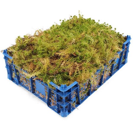 wholesale sphagnum moss, wholesale sphagnum moss Suppliers and