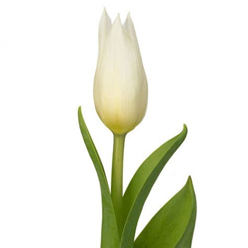 TULIP AGRASS WHITE 37cm 25gm | Wholesale Dutch Flowers & Florist ...