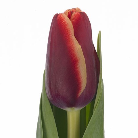 TULIPS ARMANI 40cm 35gm | Wholesale Dutch Flowers & Florist Supplies UK