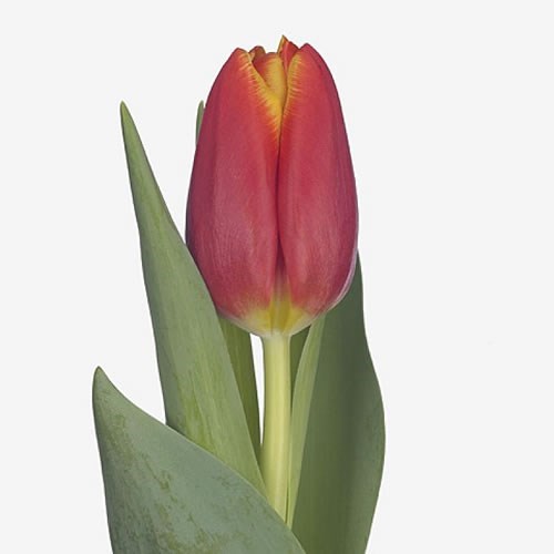 TULIPS CHOICE 37cm 40gm | Wholesale Dutch Flowers & Florist Supplies UK