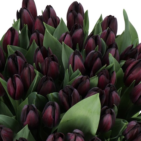 TULIPS DARK NIGHT 45cm 50gm | Wholesale Dutch Flowers & Florist Supplies UK