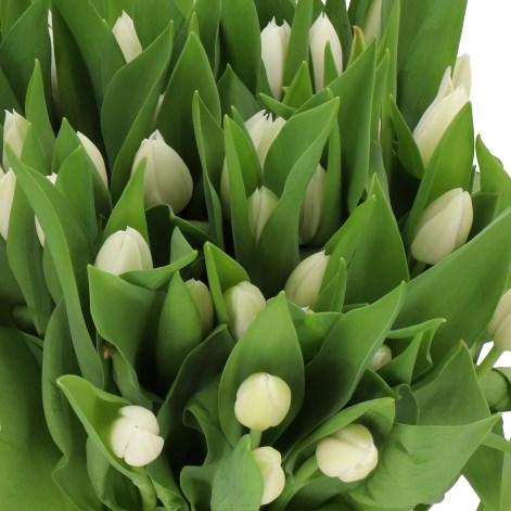 TULIPS INZELL 37cm 35gm | Wholesale Dutch Flowers & Florist Supplies UK