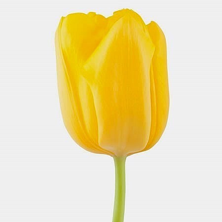 TULIPS LIONS GLORY 40cm 35gm | Wholesale Dutch Flowers & Florist ...