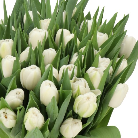 TULIPS MAIKO SAN 37cm 40gm | Wholesale Dutch Flowers & Florist Supplies UK