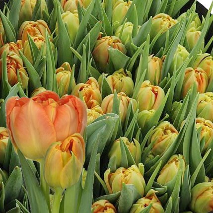 TULIPS MONTE ORANGE 35cm 30gm | Wholesale Dutch Flowers & Florist ...