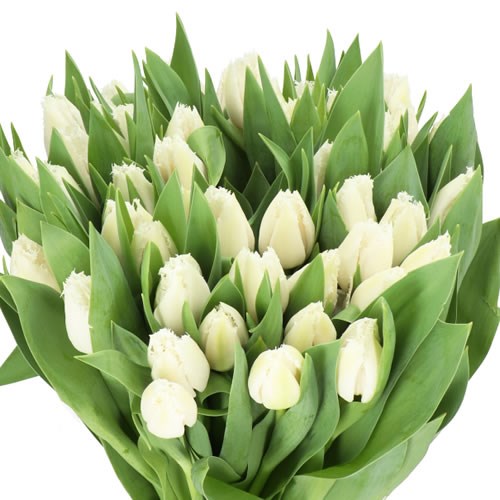 TULIPS NORTH POLE 40cm 35gm | Wholesale Dutch Flowers & Florist Supplies UK