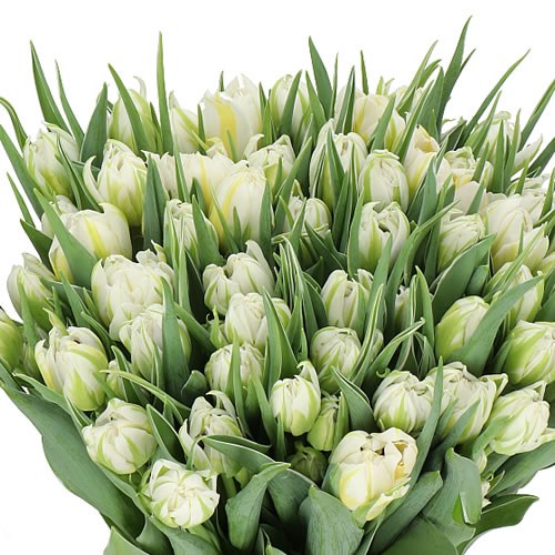 Tulips Password 35cm 25gm 