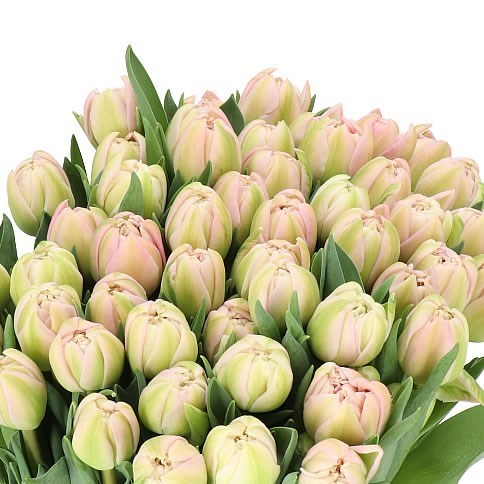 TULIPS PINK MIST 37cm 40gm  Wholesale Dutch Flowers & Florist Supplies UK