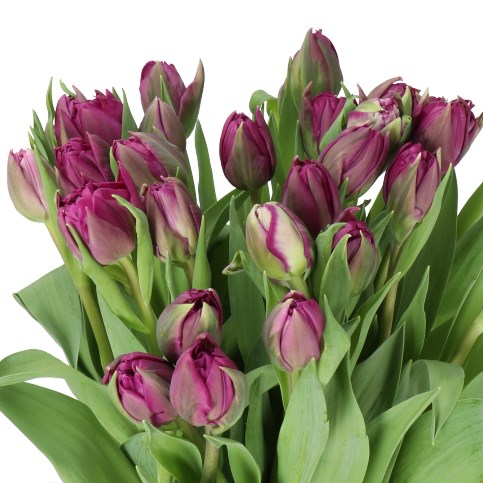 Peony tulips deals