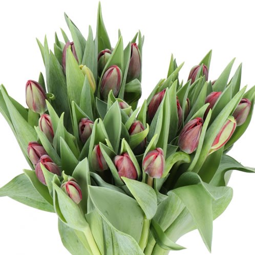 TULIPS RED PRINCESS 37cm 35gr | Wholesale Dutch Flowers & Florist ...