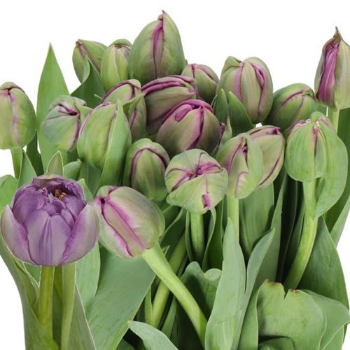 TULIPS SAIGON 40cm 50gm | Wholesale Dutch Flowers & Florist Supplies UK